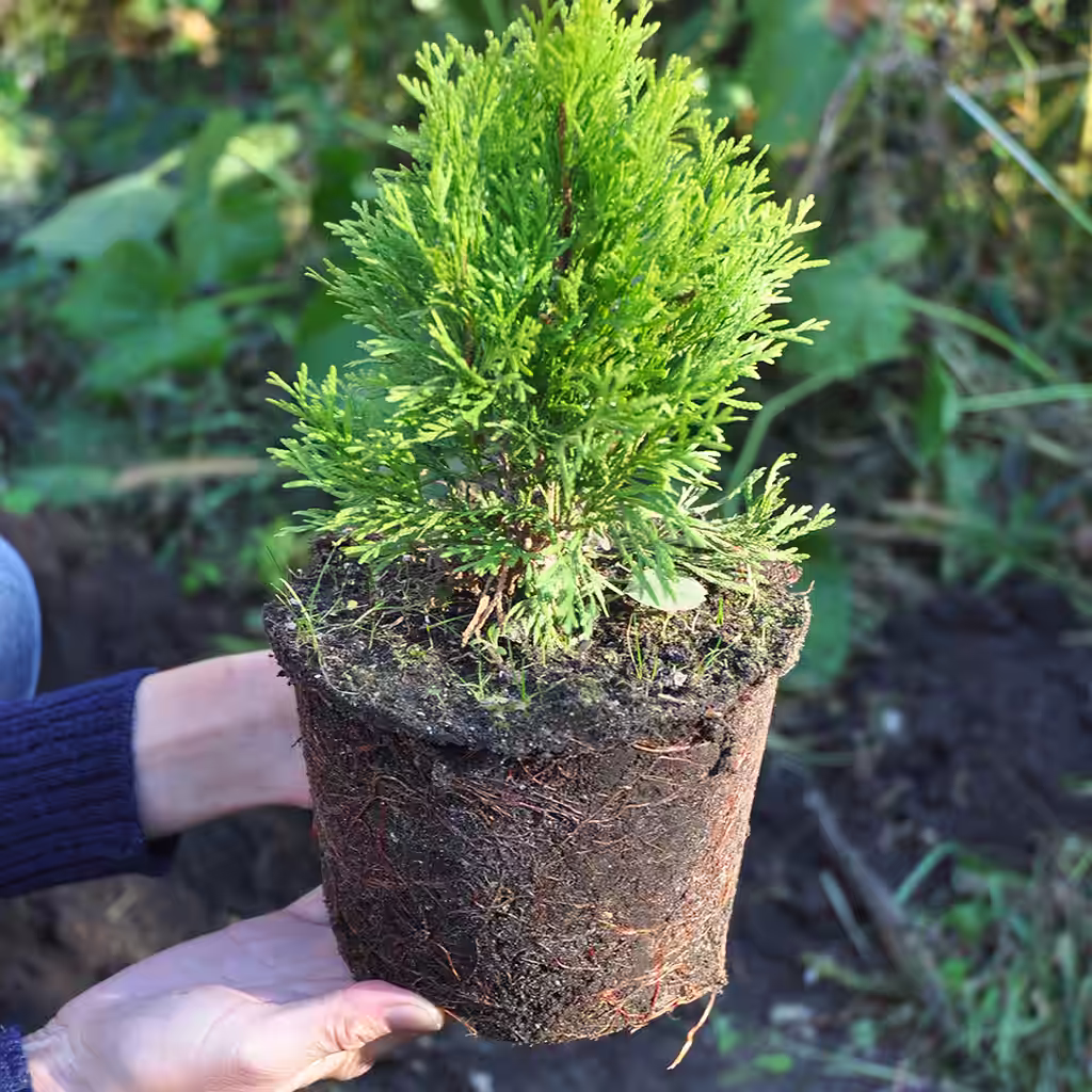 Plant hekk – slik lykkes du