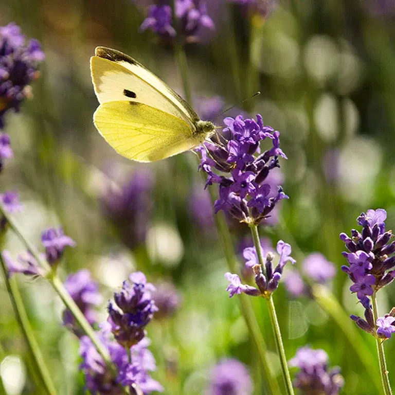 Attract beneficial insects to your garden