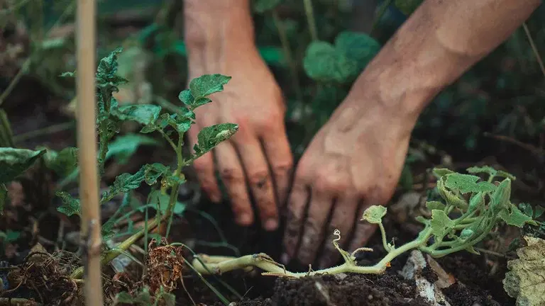 Permaculture - gardening and cultivation in beautiful harmony with nature