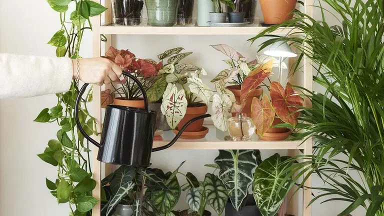 Watering indoor plants – How to succeed