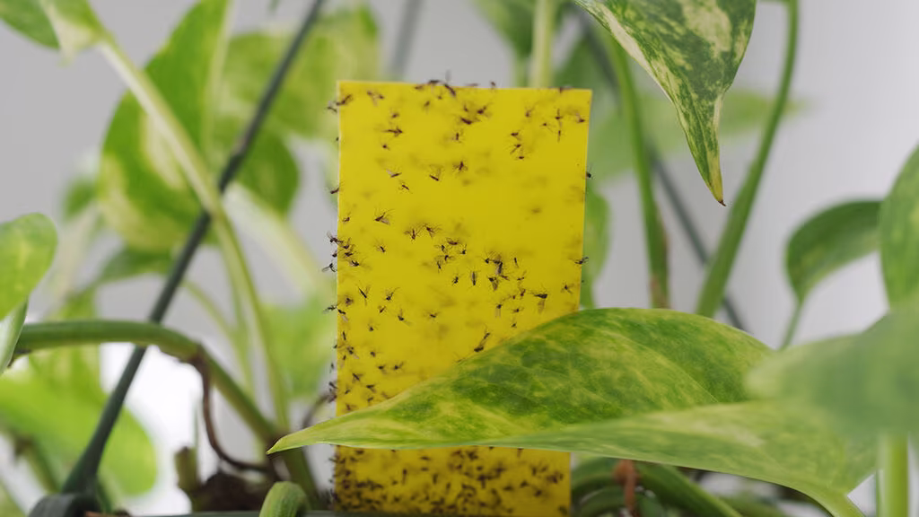 Here's how to get rid of black flies (gnats)