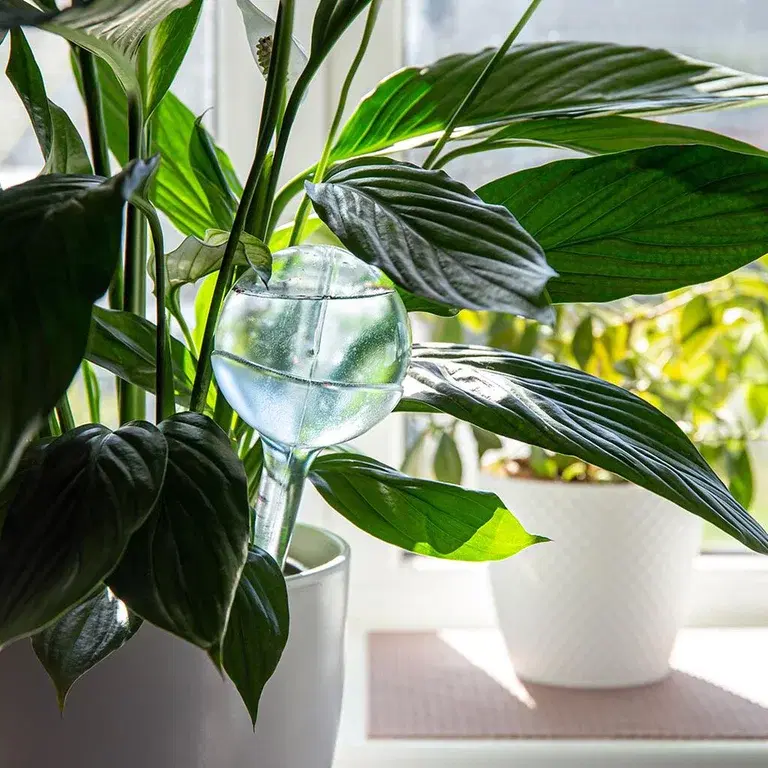 How to make your plants survive the holidays