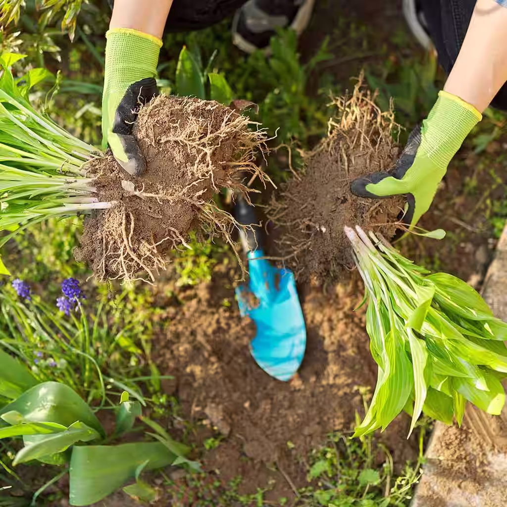 Del stauder – og få flere planter gratis
