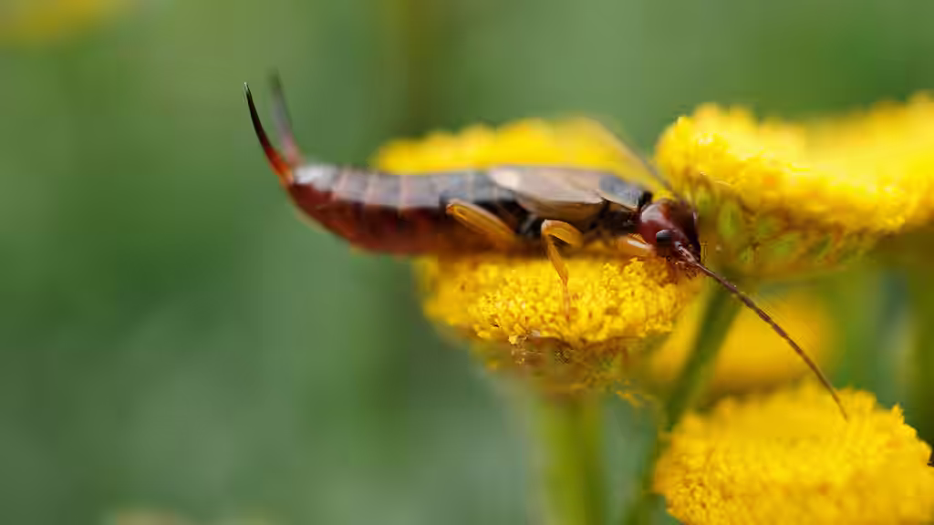 Saksedyr – til både nytte og besvær i dyrkingen