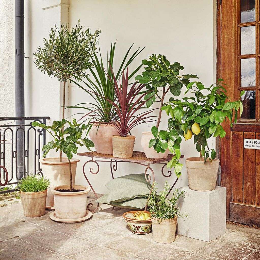 Image of Stell av plantene