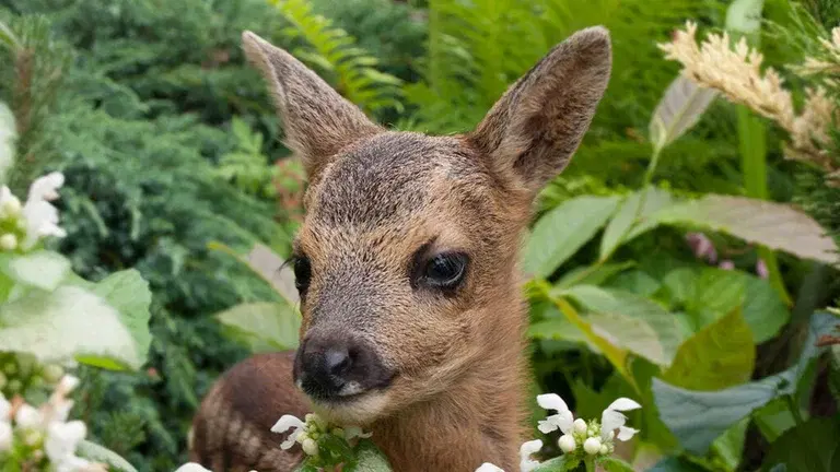 This is how you scare away deer from the garden