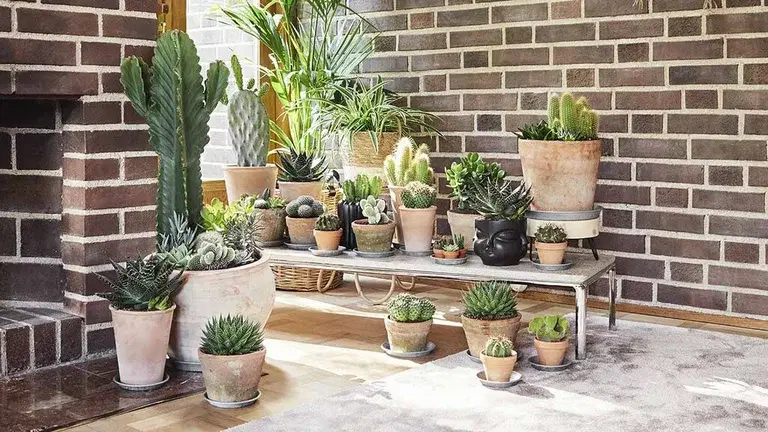 Drought-tolerant plants, for those who do not want to water frequently