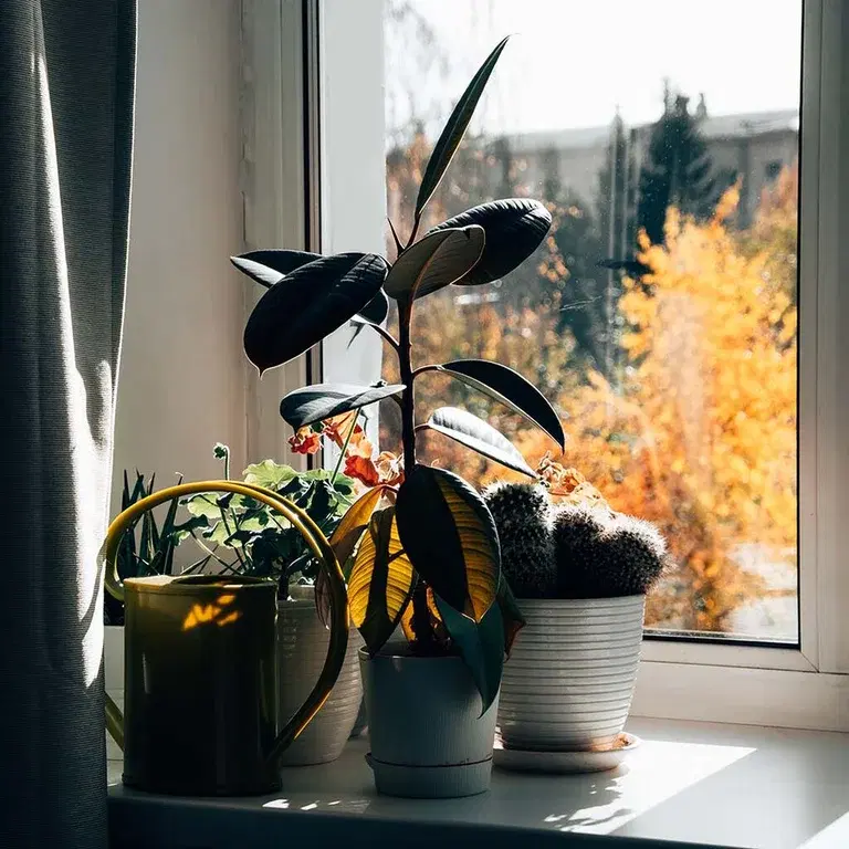 Høststell for inneplanter – redd plantene fra høstdepresjon