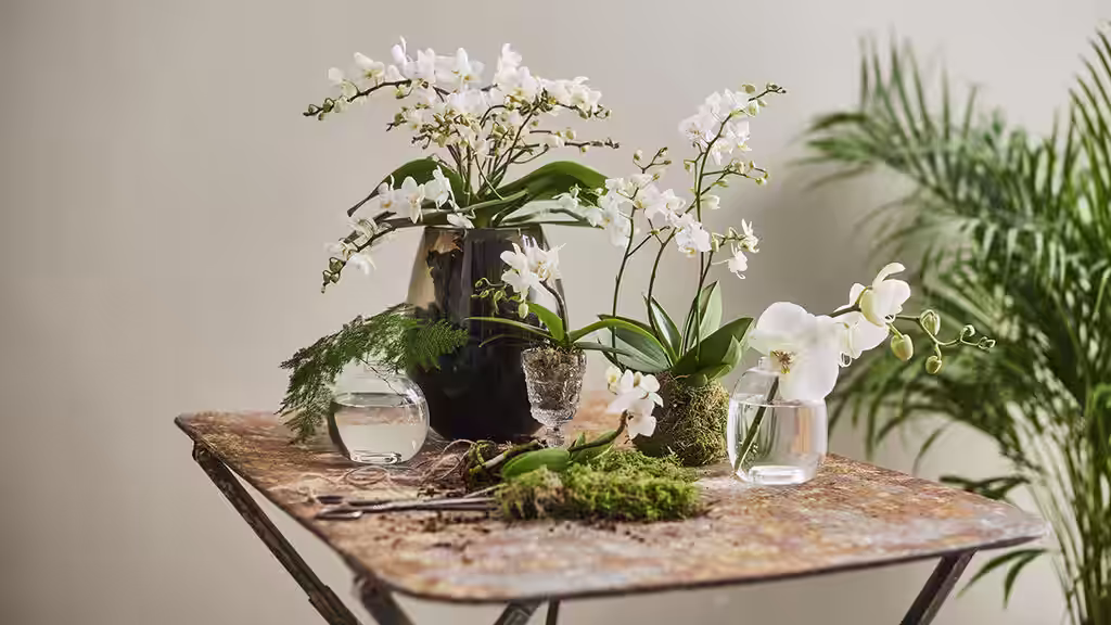 Allergy-friendly plants that suit almost everyone