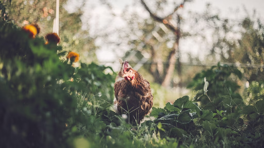 Gjødsel fra dyr – en fin ressurs i hagen