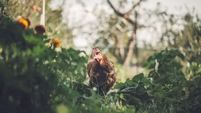 Gjødsel fra dyr – en fin ressurs i hagen