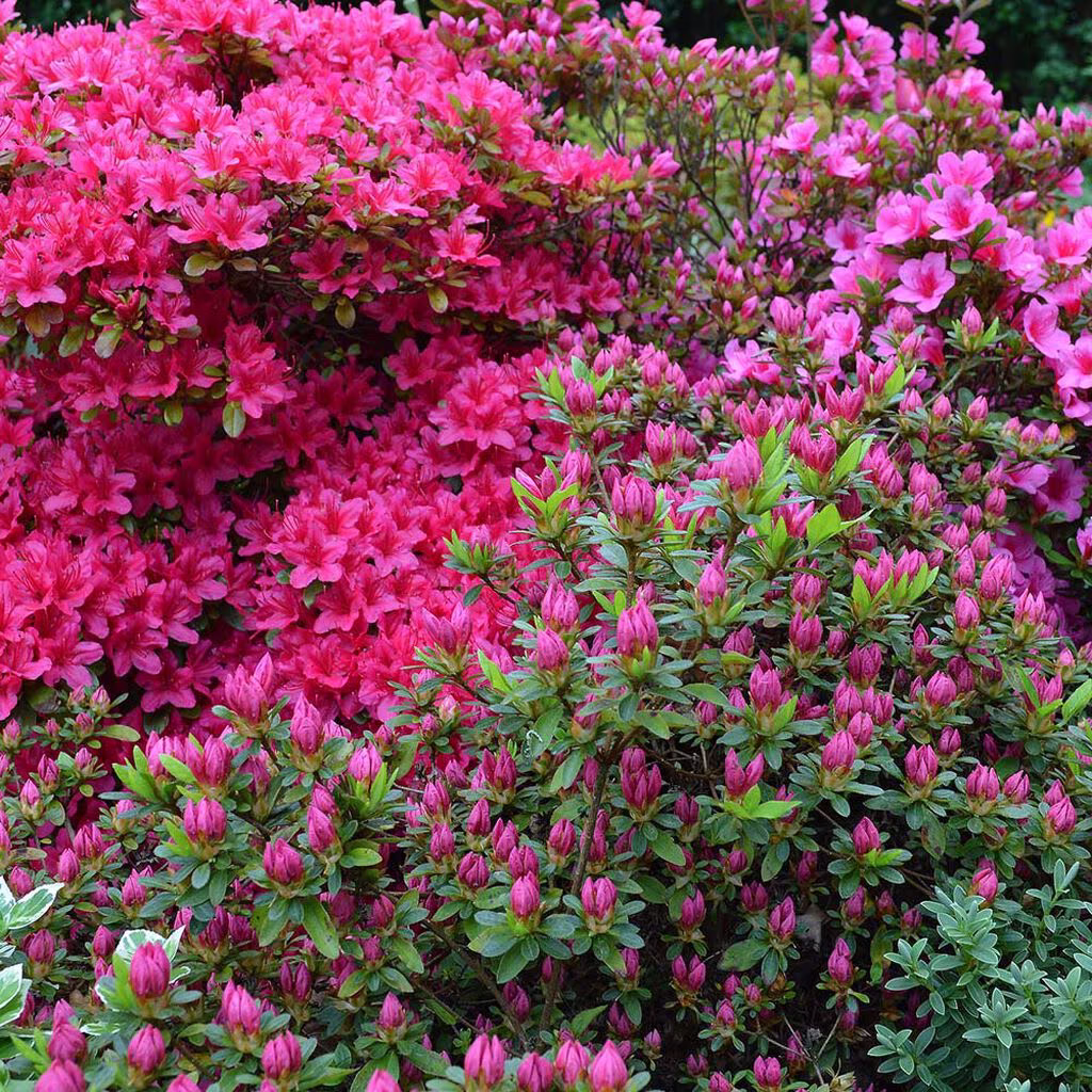 Surjordsplanter – slik lager du et surjordsbed