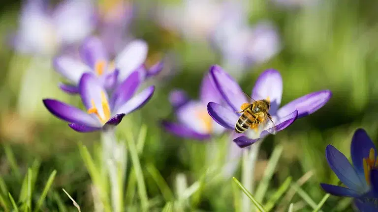 Høsten – den beste tiden for å plante blomsterløk til nyttige insekter