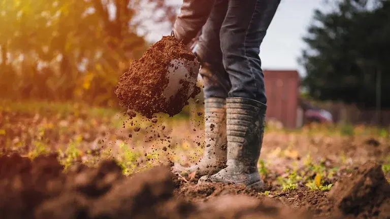 Get a head start in the garden for spring - prepare the soil already in the fall