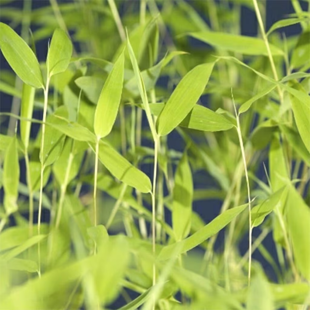 Gulbambus – planting og stell