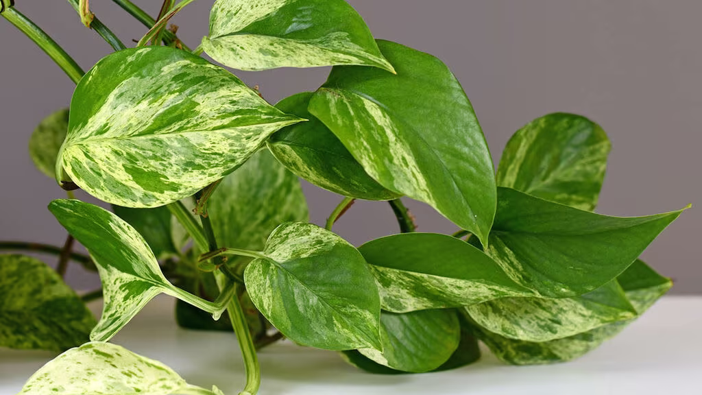 Gullranke – fakta og råd om stell