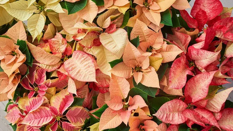 Høststjerne – fakta og råd om stell