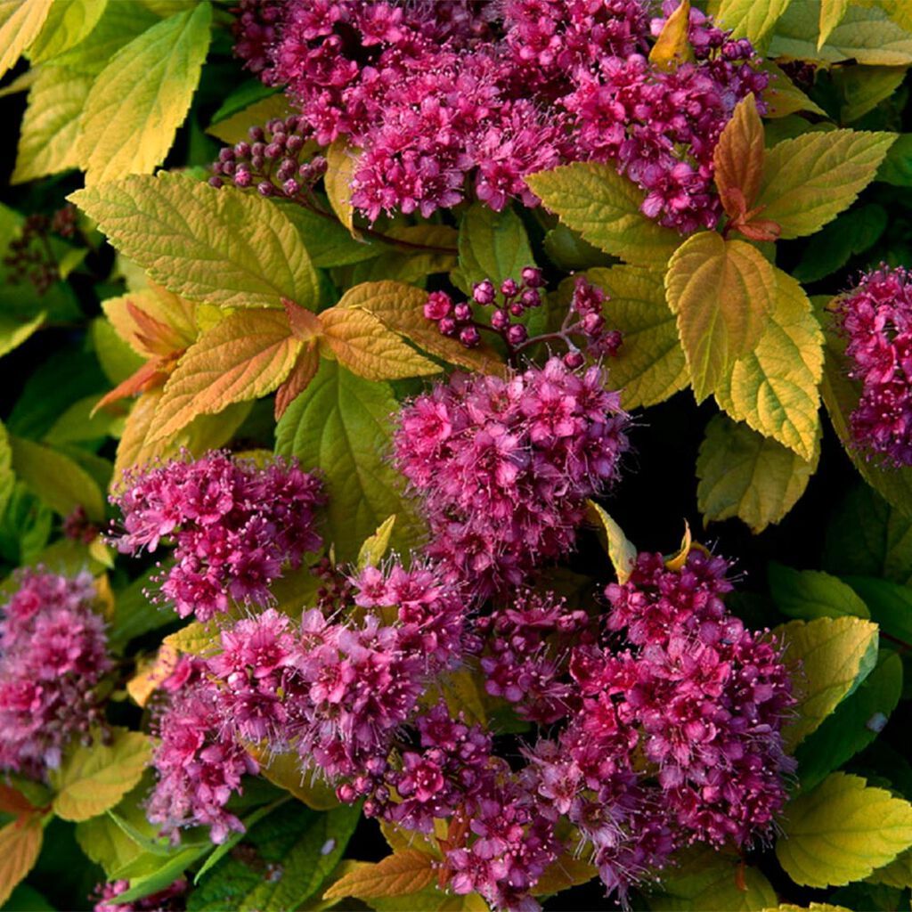 Image of Japanspirea