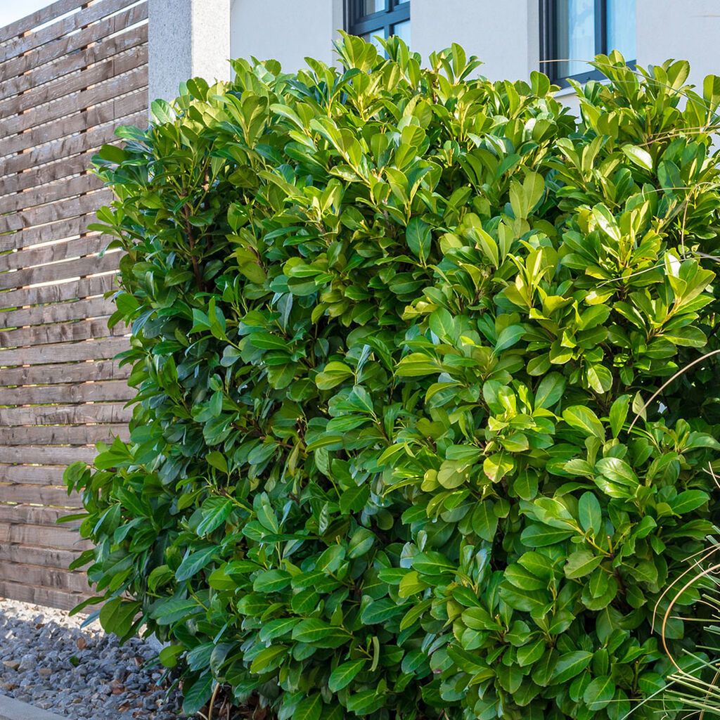 Image of Laurbærhegg