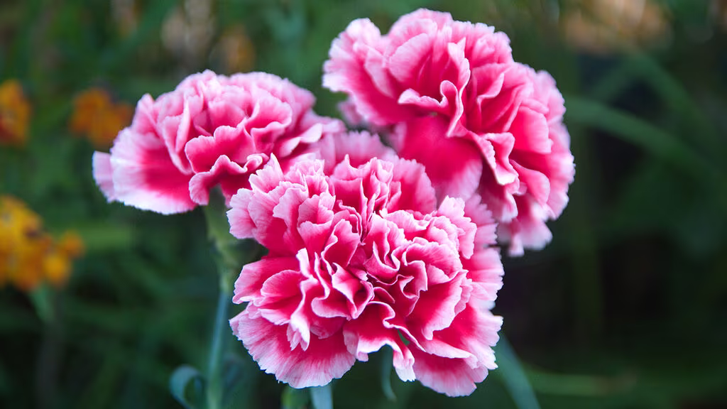 Carnation – planting and care