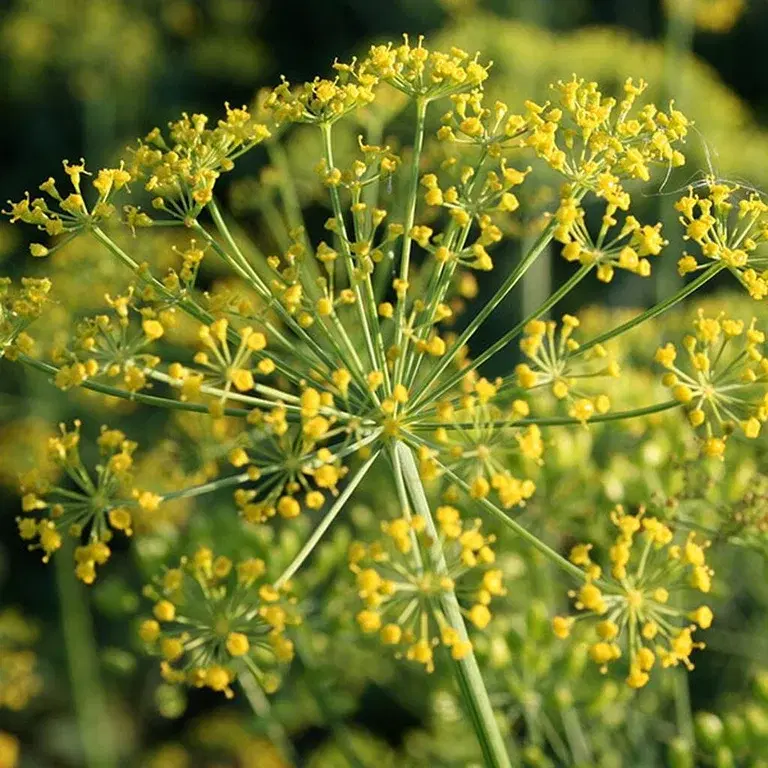 Dill – how to grow your own