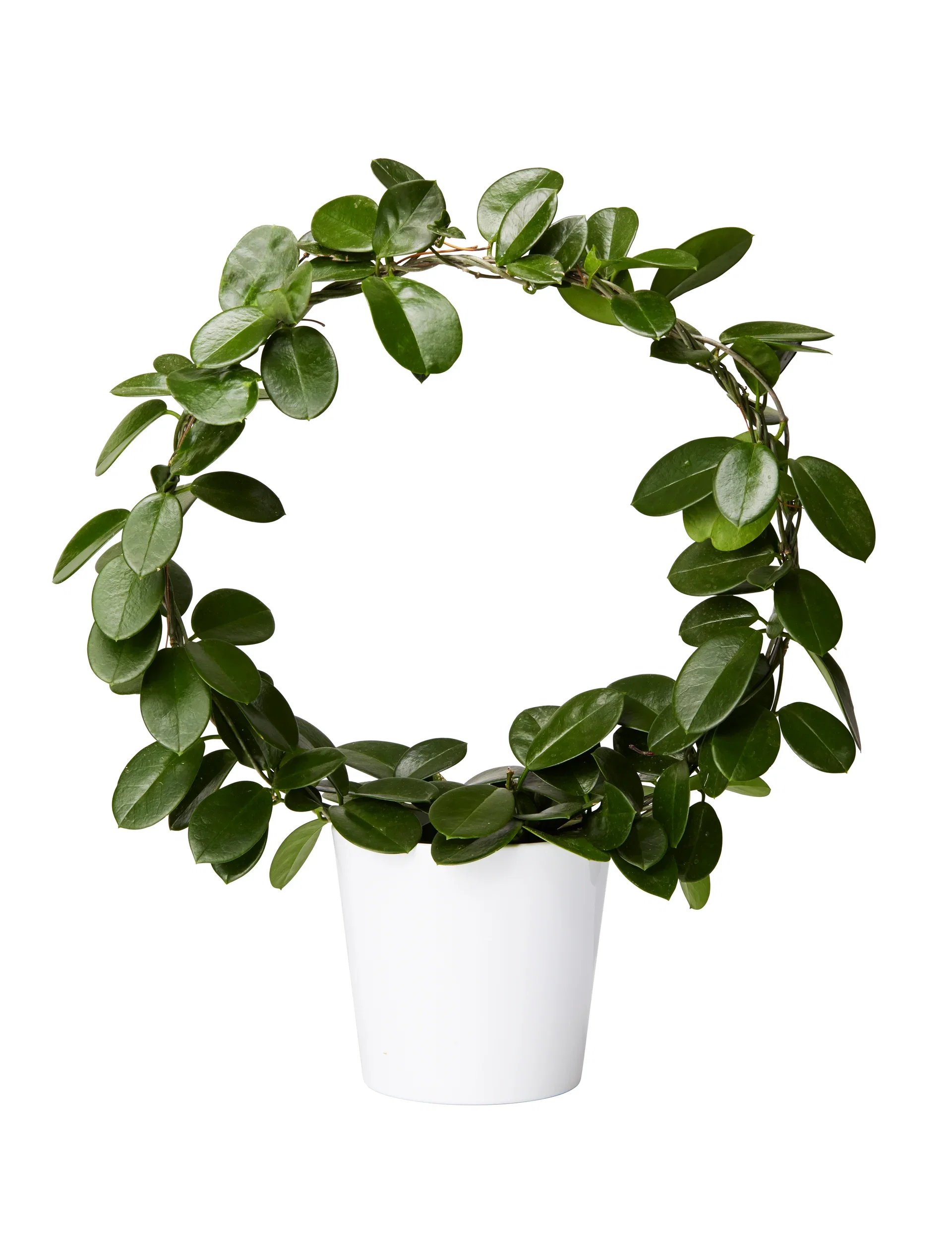 Harmoni pot D12,5 white