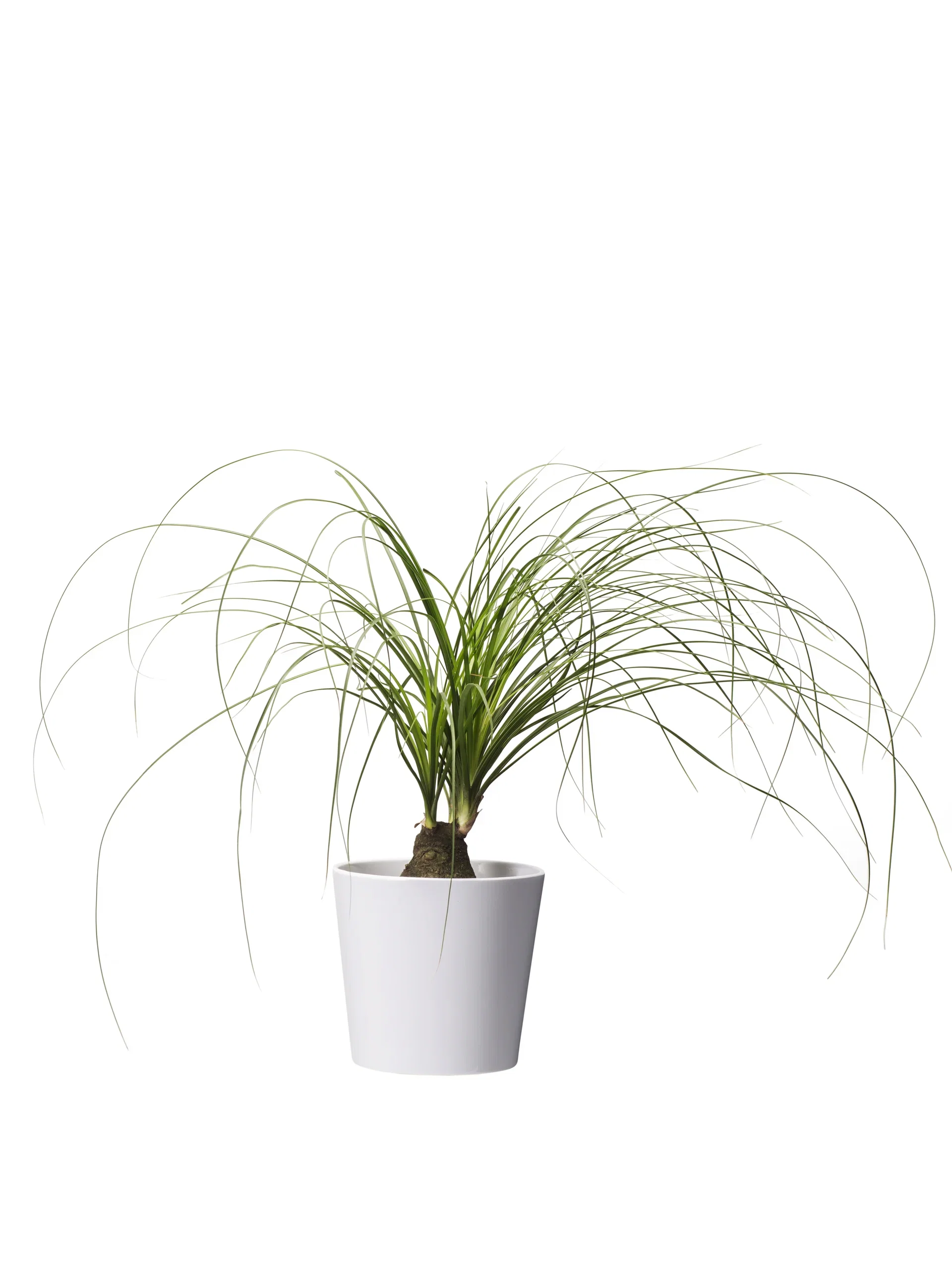 Harmoni pot D12,5 white