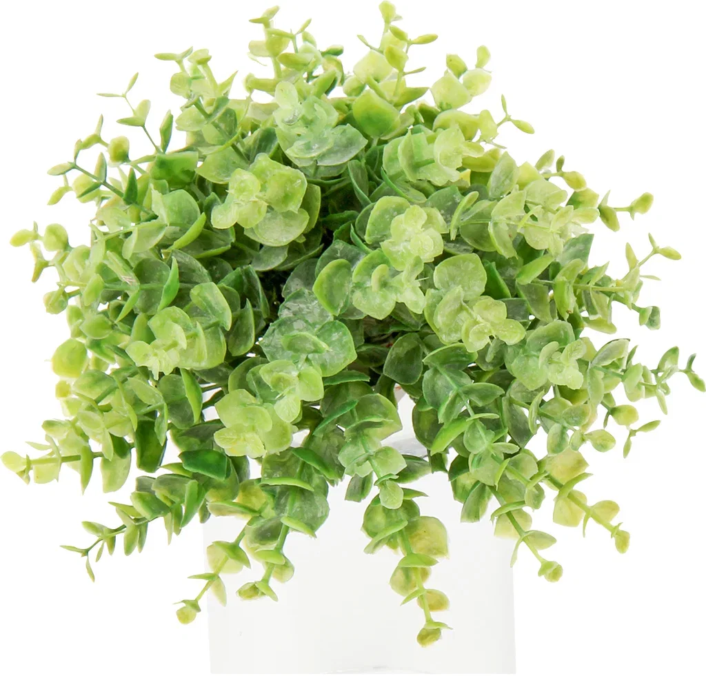 Eucalyptus halfball D22 green