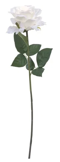 Rose cut flower H63 white