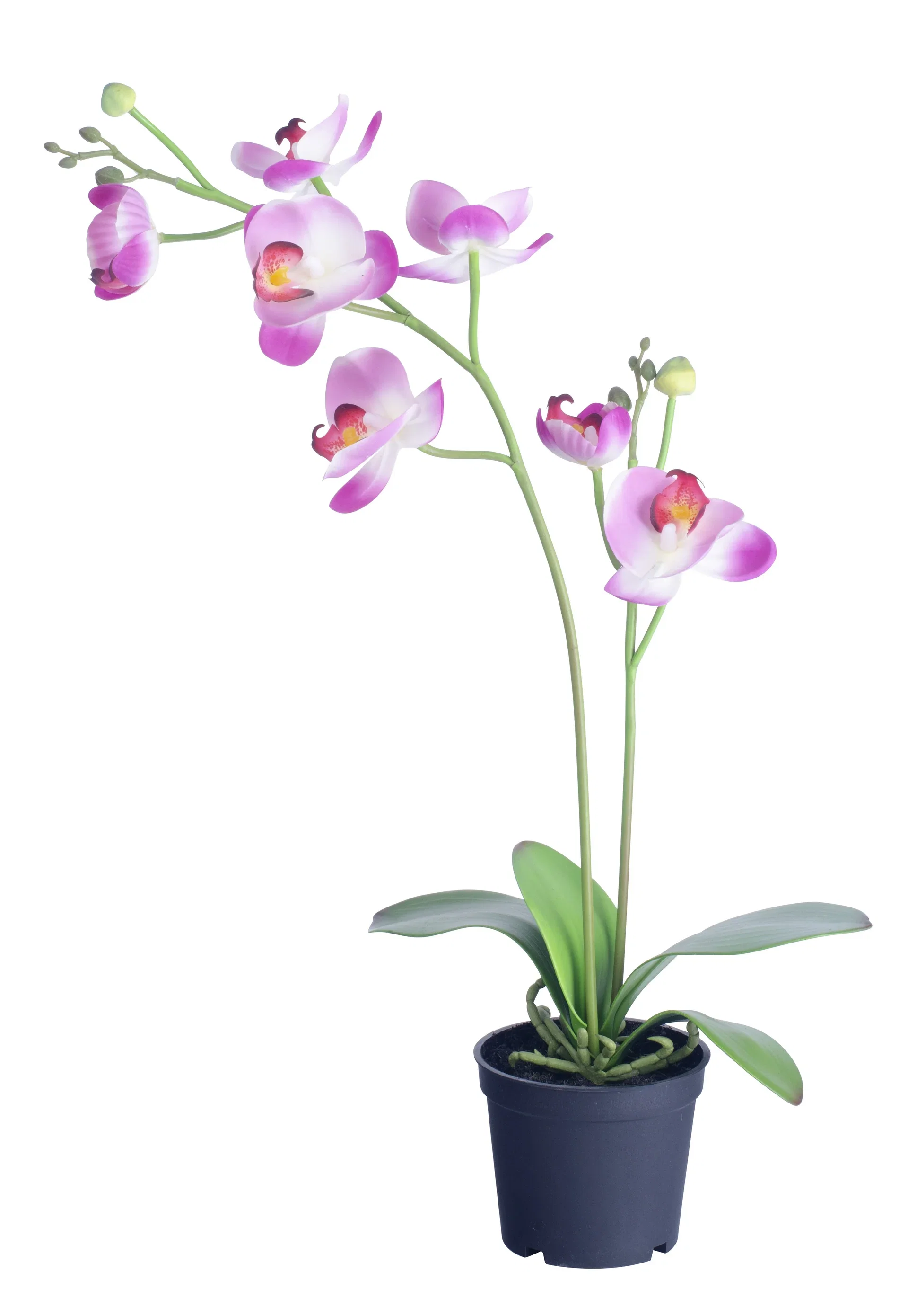 Orchid in pot H53 pink