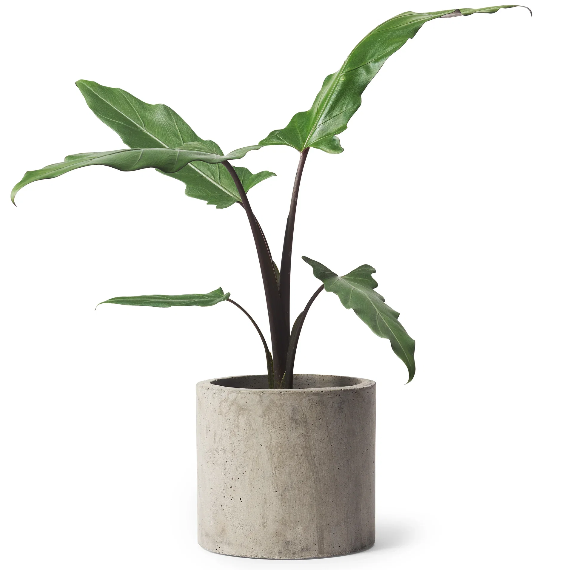 Roy pot D15,5 grey