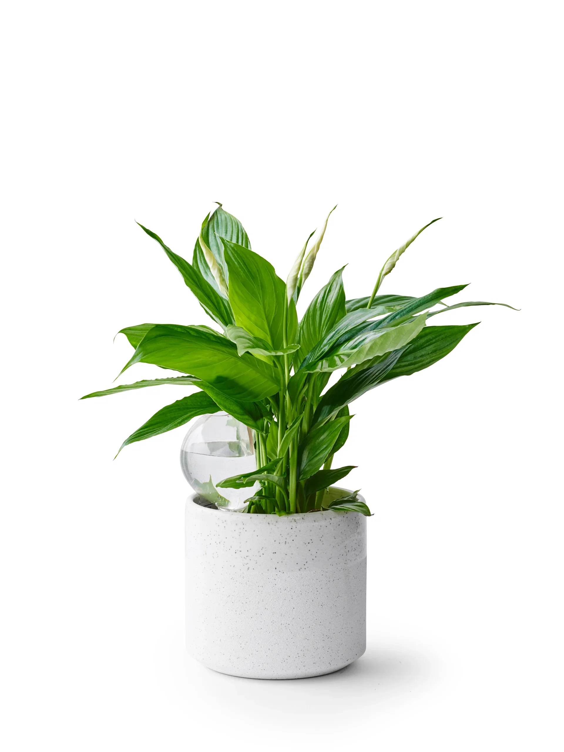 PLASTIC PLANT WATERING GLOBE 2