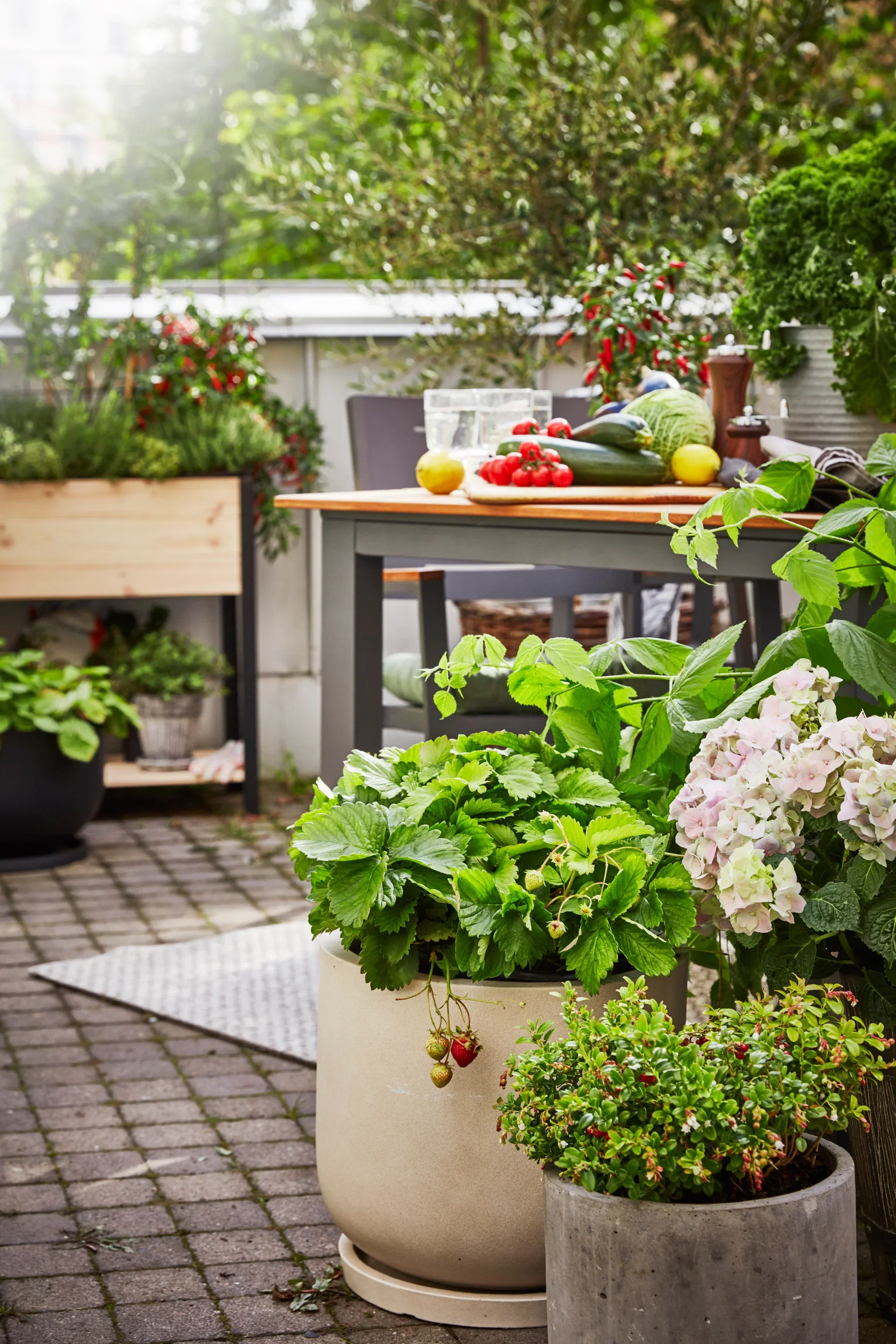 Nova saucer D44 sand