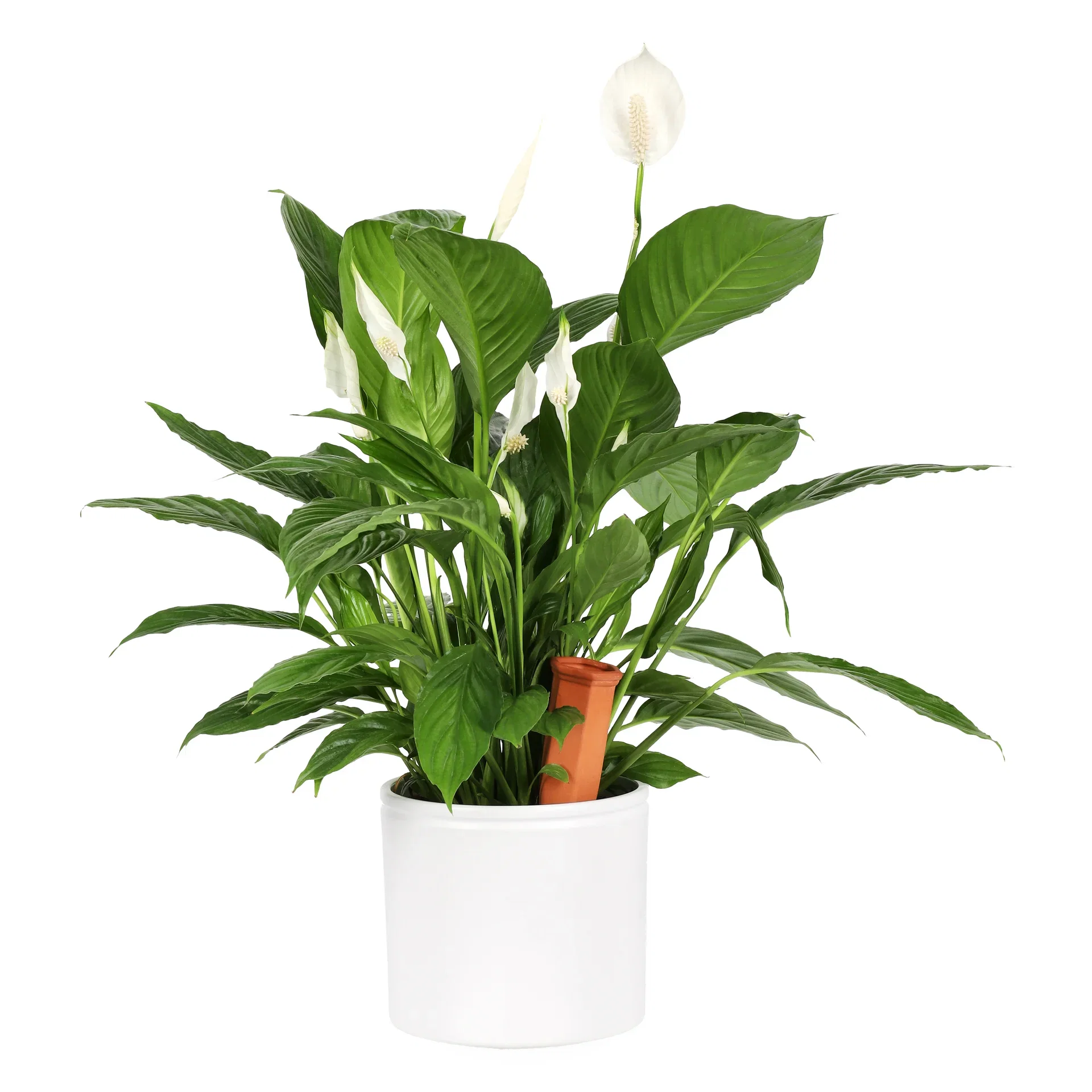 Selvvanner i terrakotta