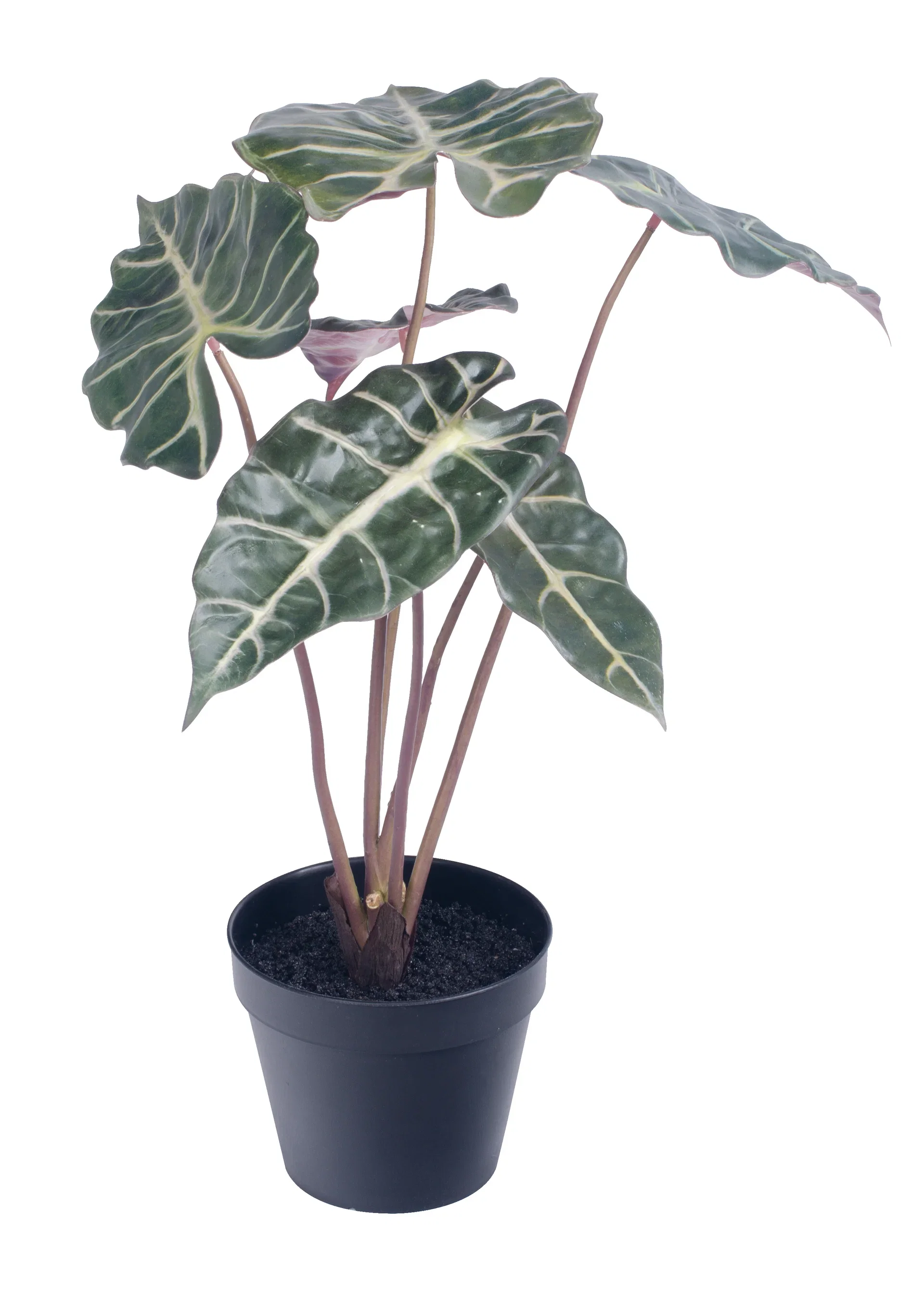 Alocasia in pot H41 green