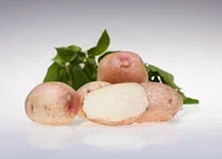 Settepotet 'Kerrs Pink'