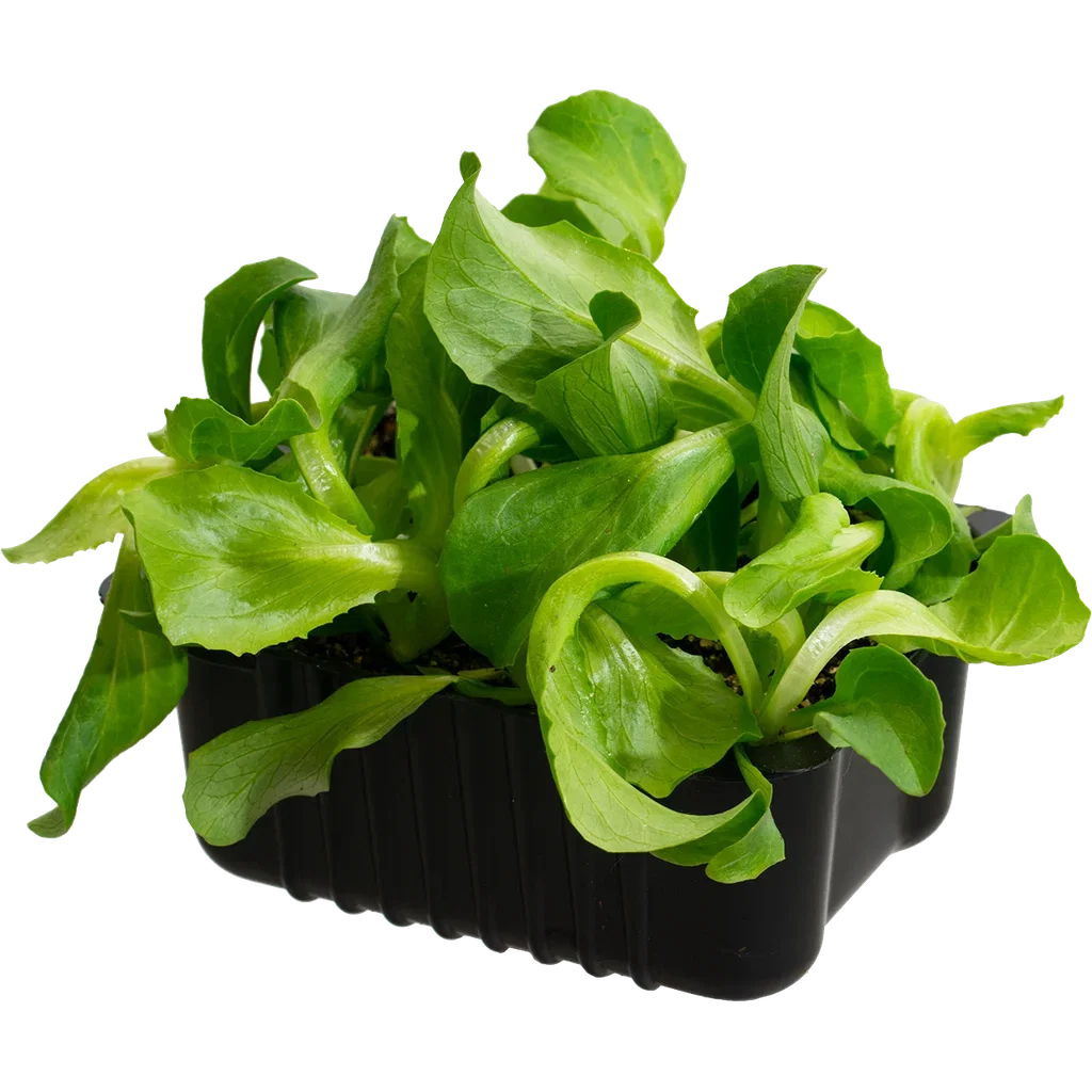 Lactusa 'Calgary' box 14 cm