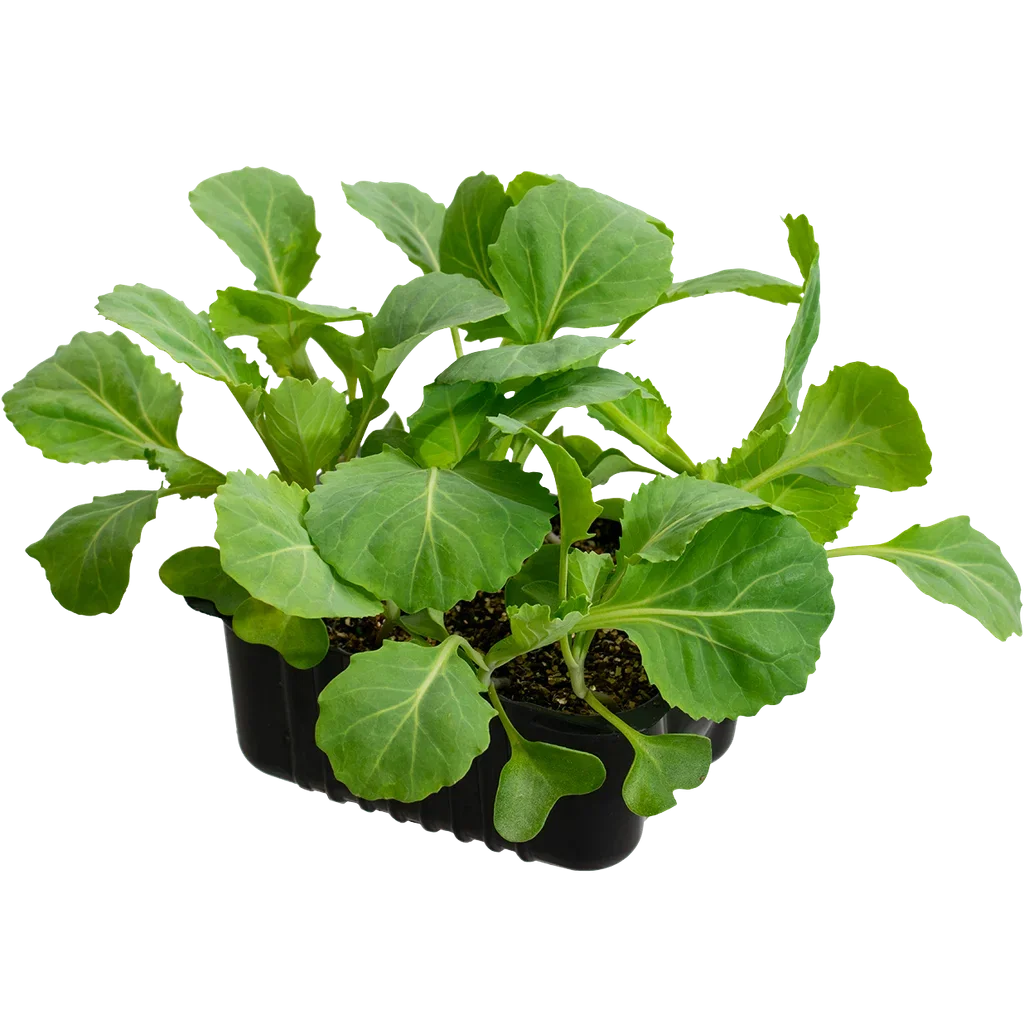 Cabbage 'Marner A' box 14 cm