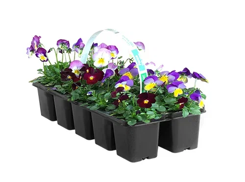 Viola small fl. Romantic G. 10-pack