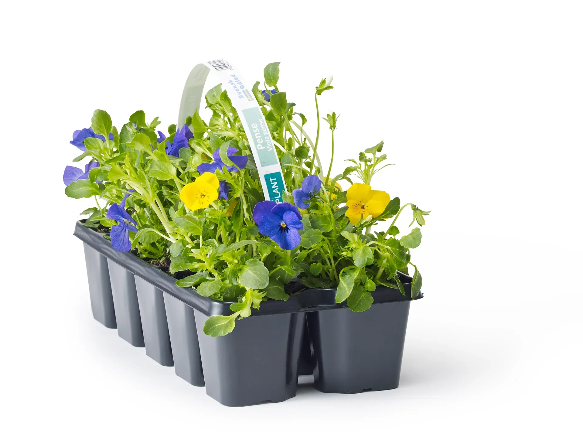 Viola small fl. Romantic G. 10-pack