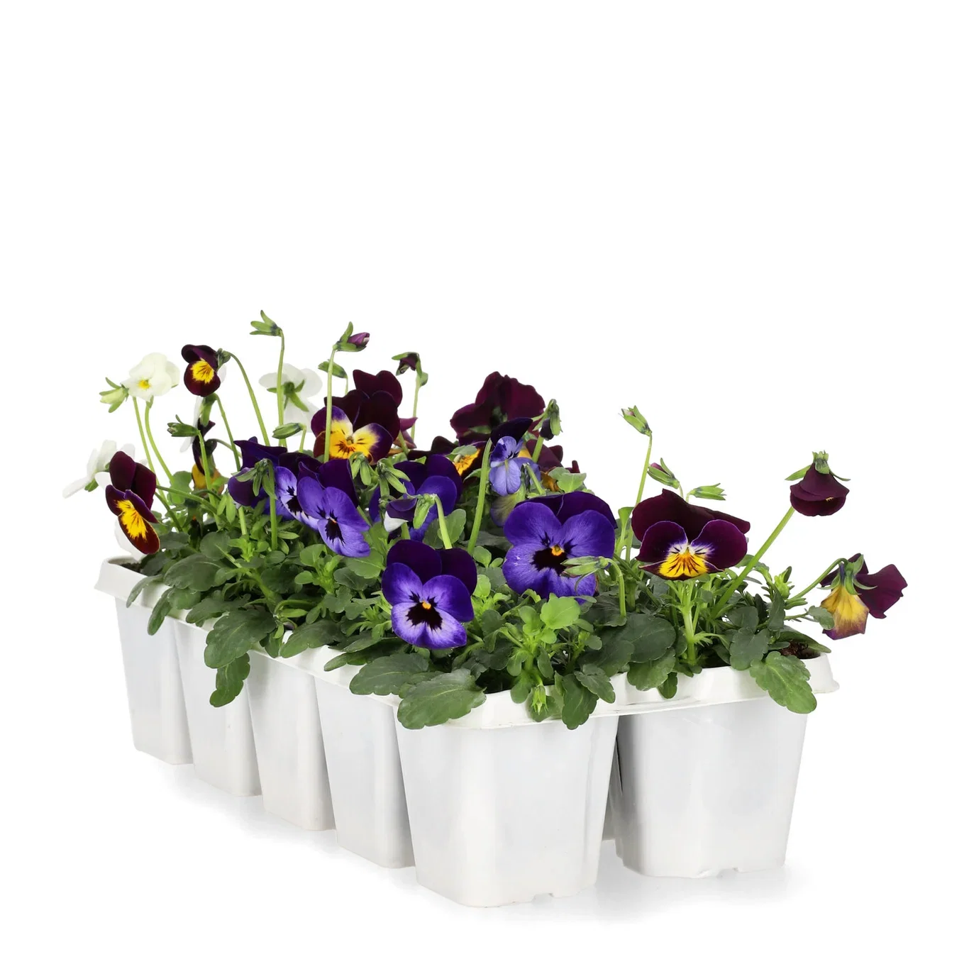 Viola small fl. Romantic G. 10-pack