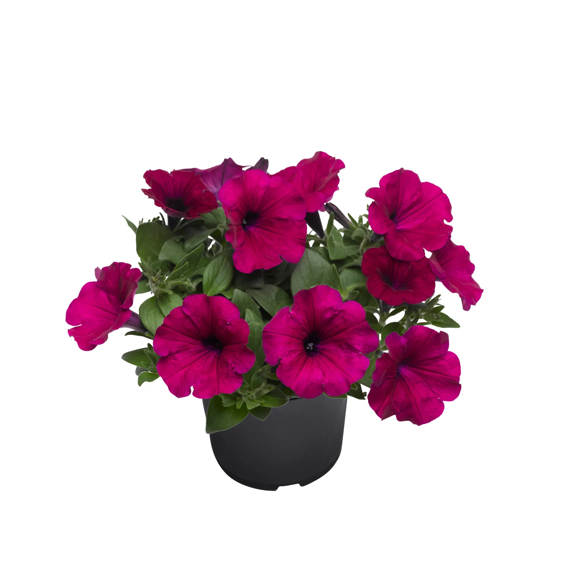 Petunia storblomstret