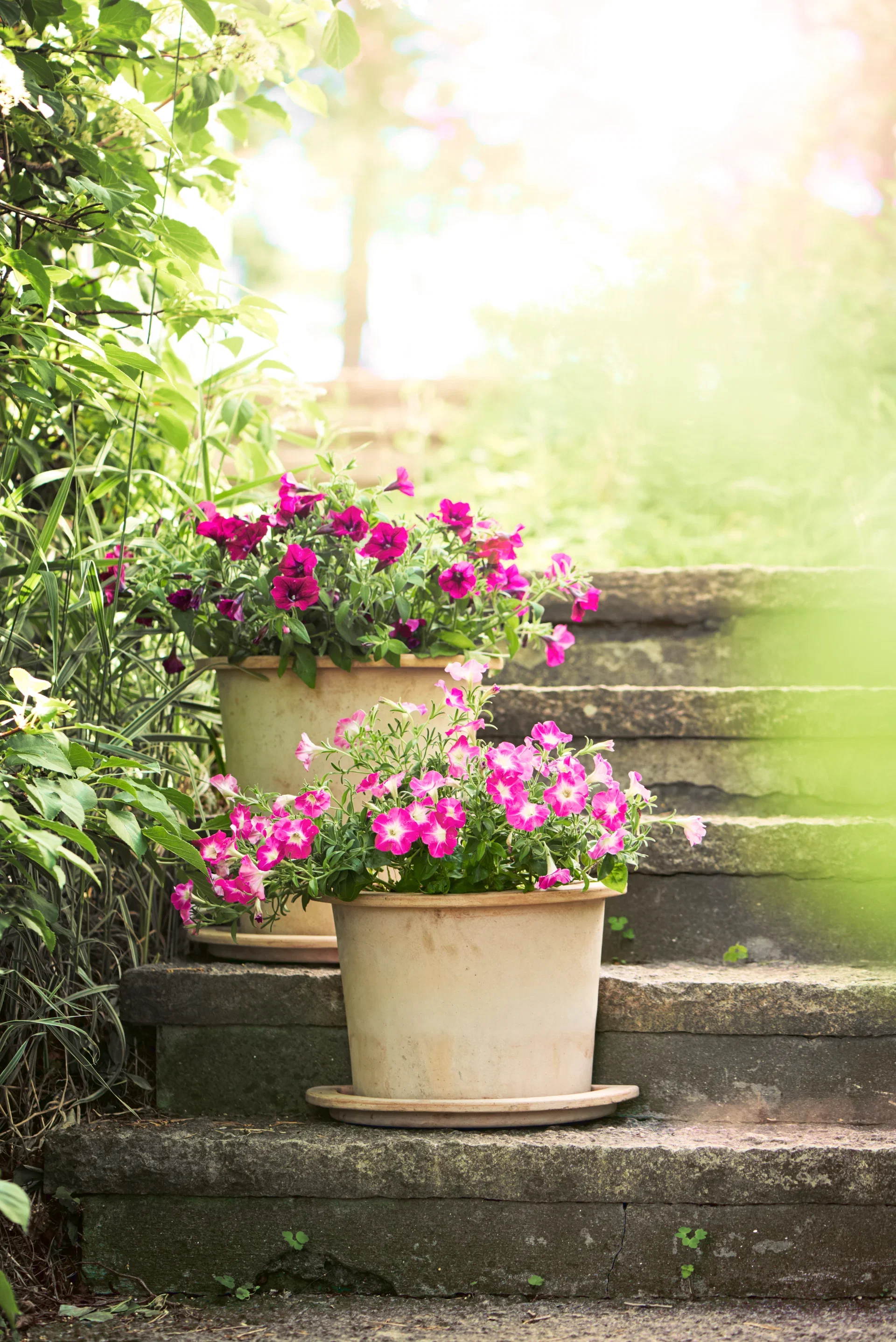 Petunia storblomstret
