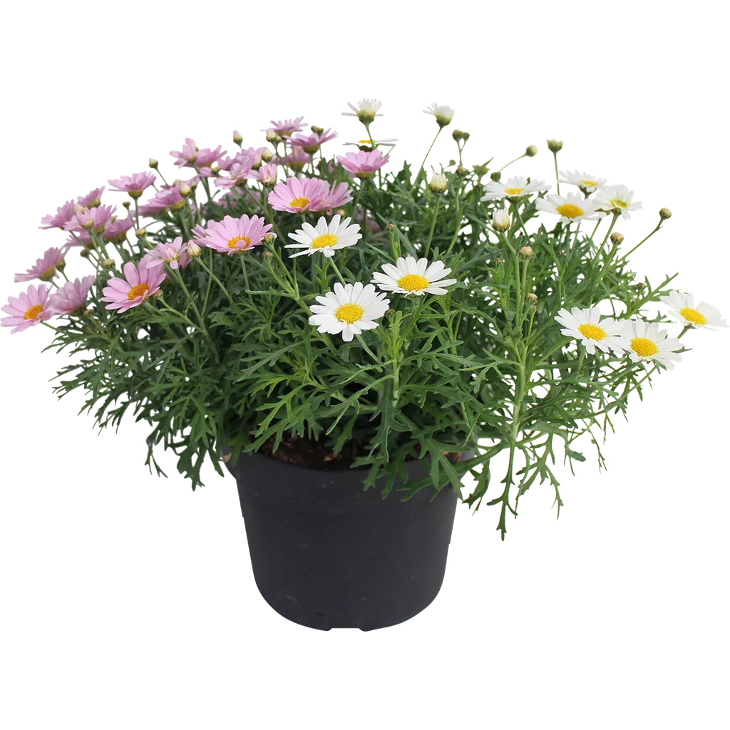 Argyranthemum Romantic G. 19 cm