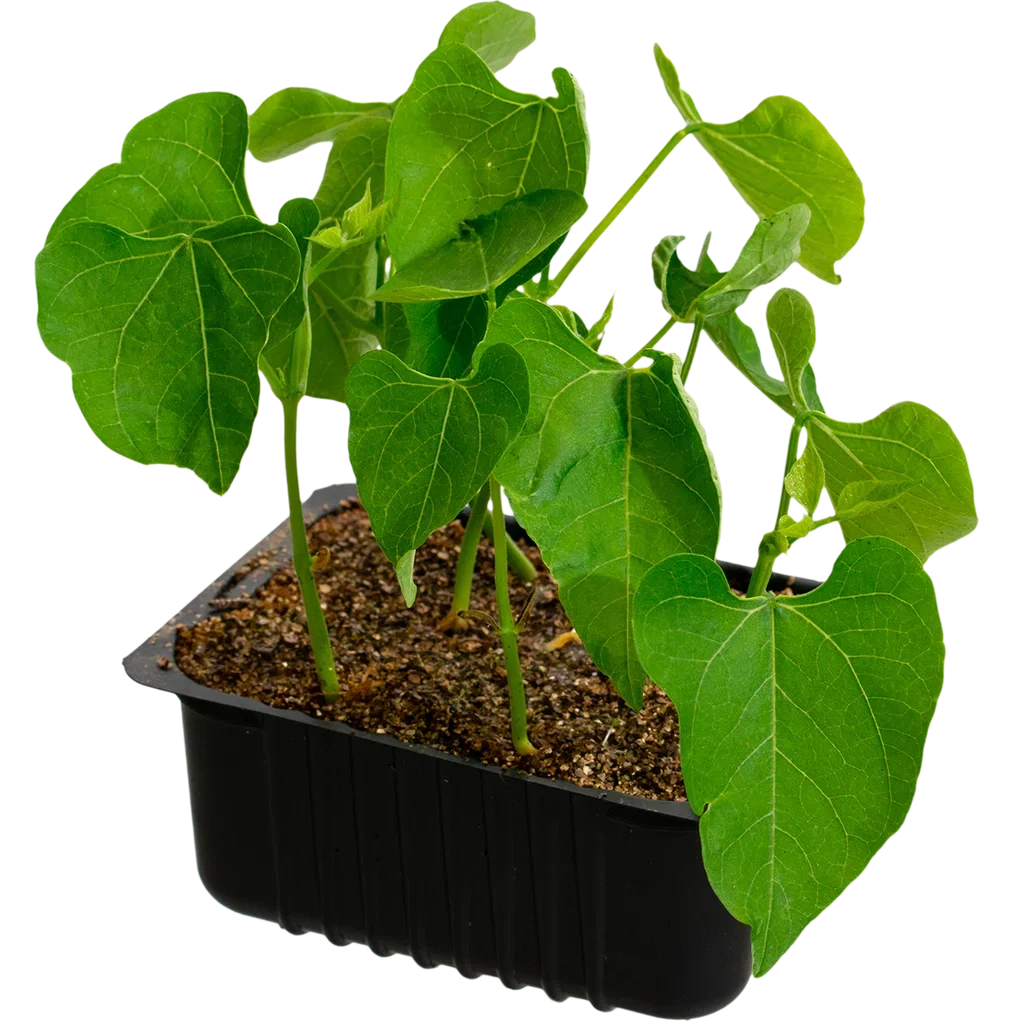 French beans 'Arras' box 14 cm