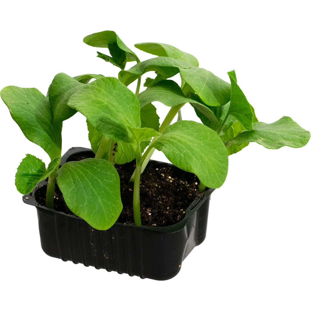 Cucumis Pumpkin 'Rouge vif D'Etempe' box 14 cm