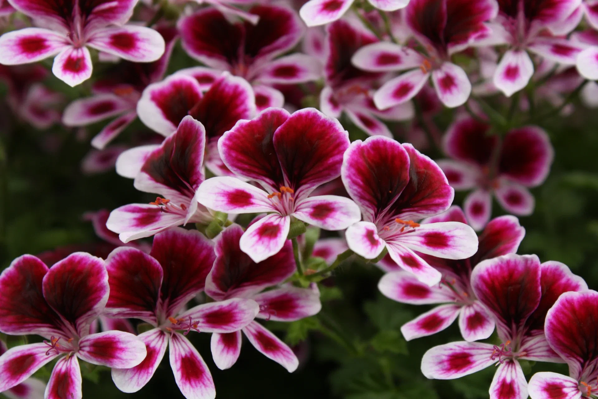 Pelargonia 'Mosquito Away'