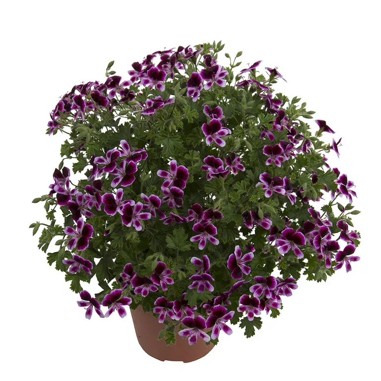 Pelargonia 'Mosquito Away'