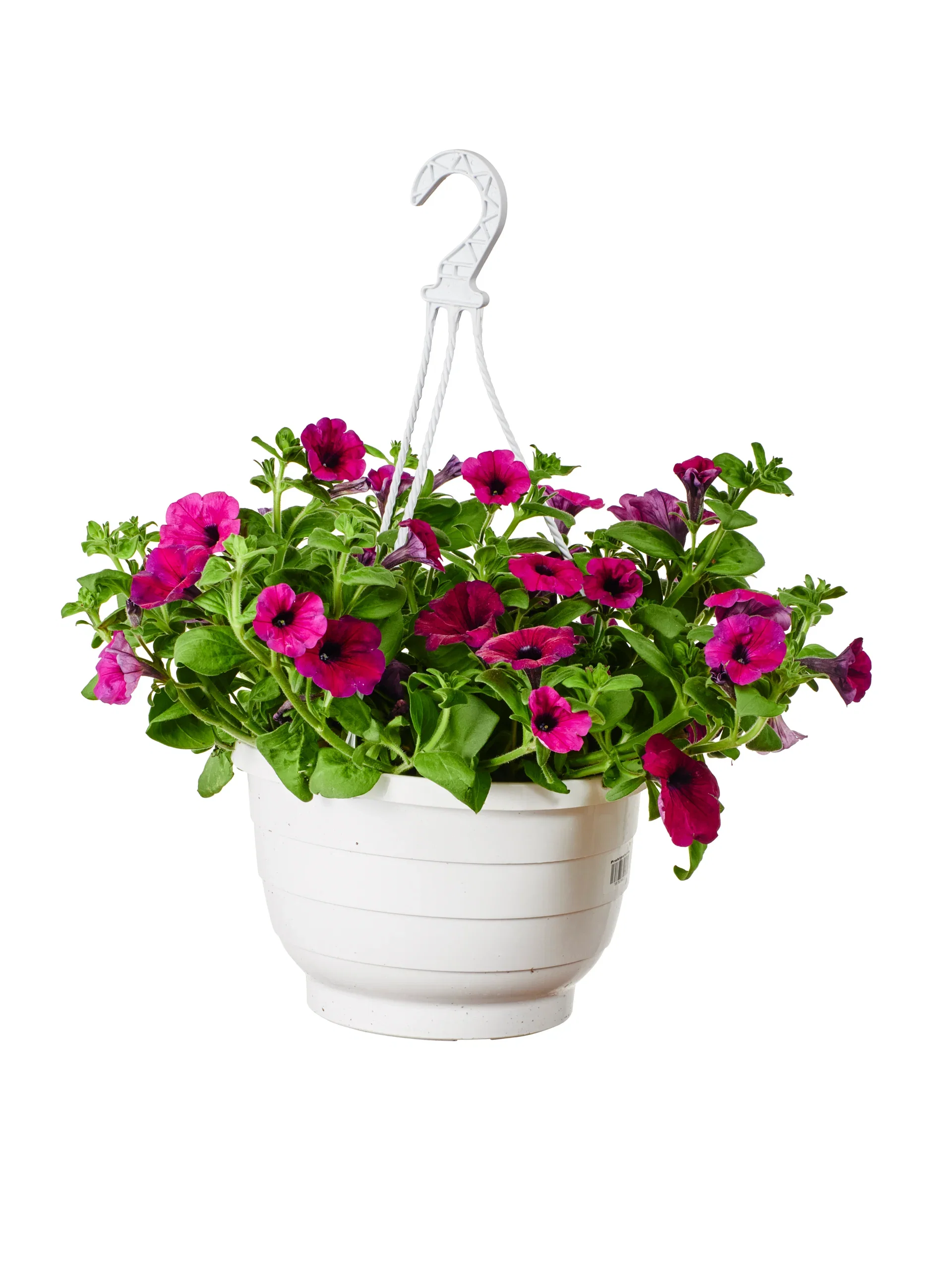 Petunia storblomstret