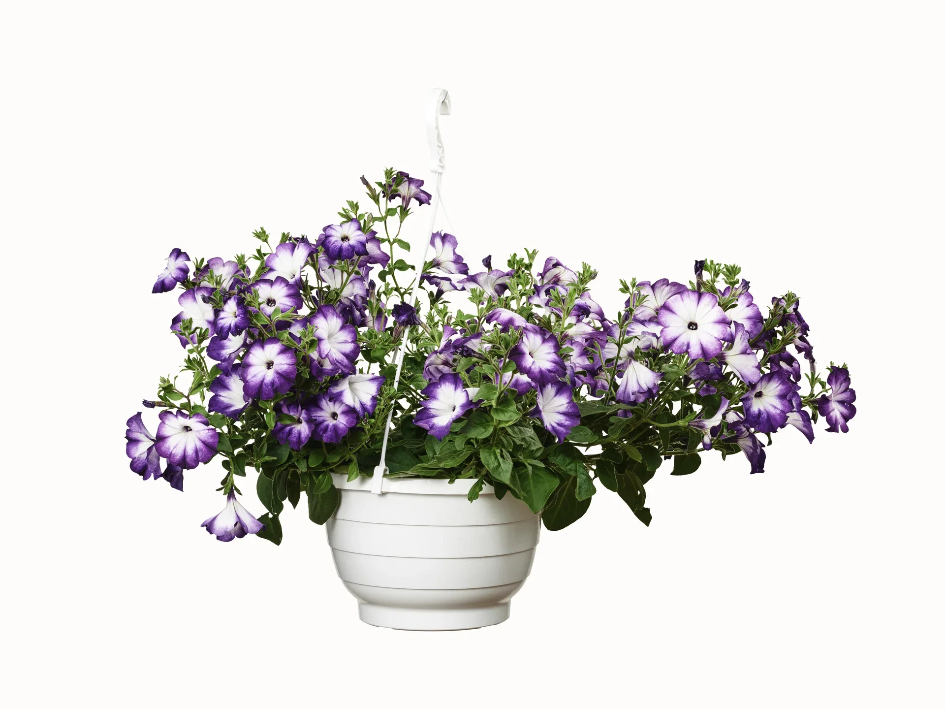 Petunia storblomstret